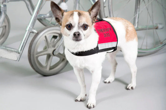 Hunde-Therapeut