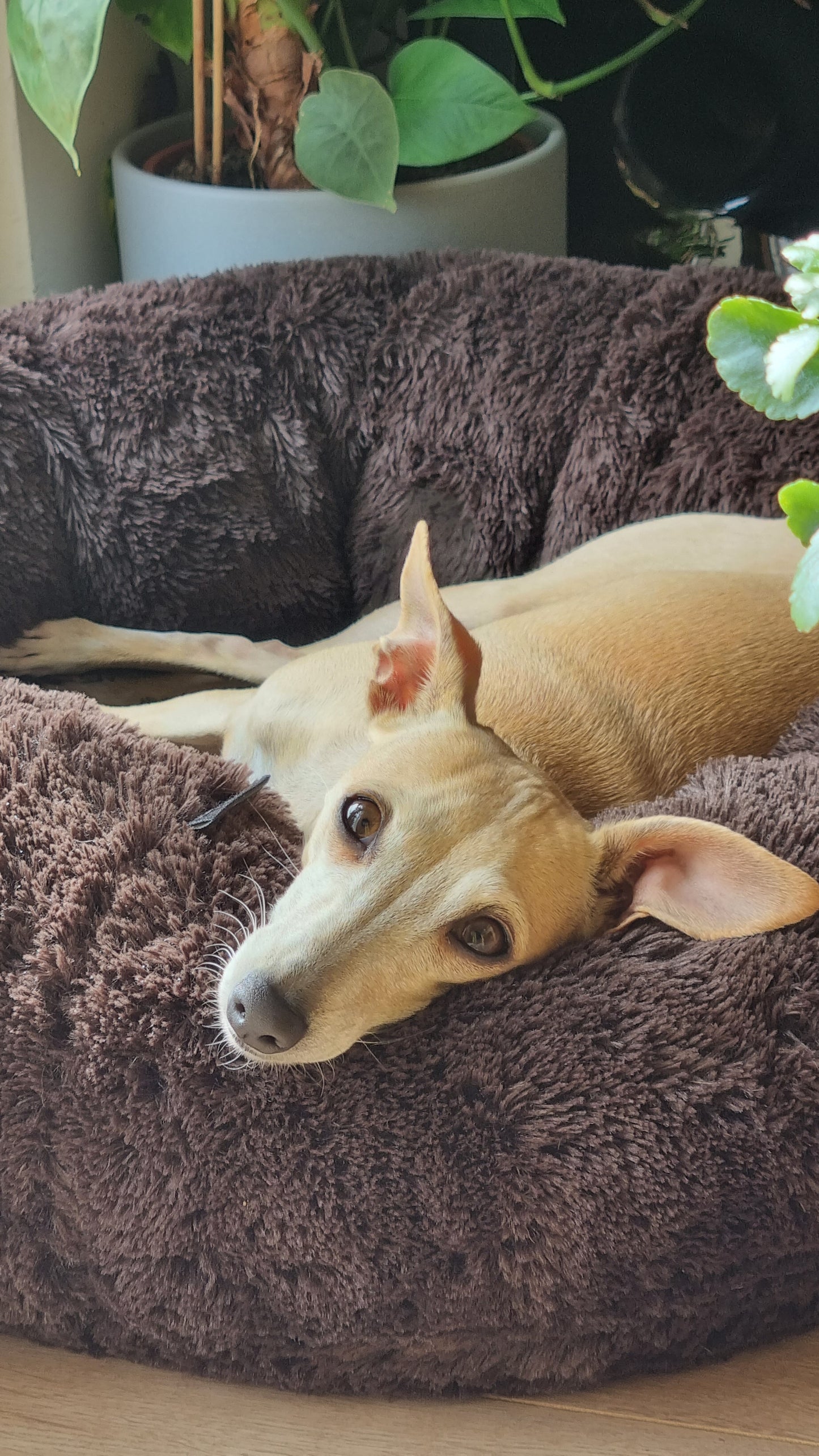 FUZZY Kuscheliges Hundebett Donut Braun