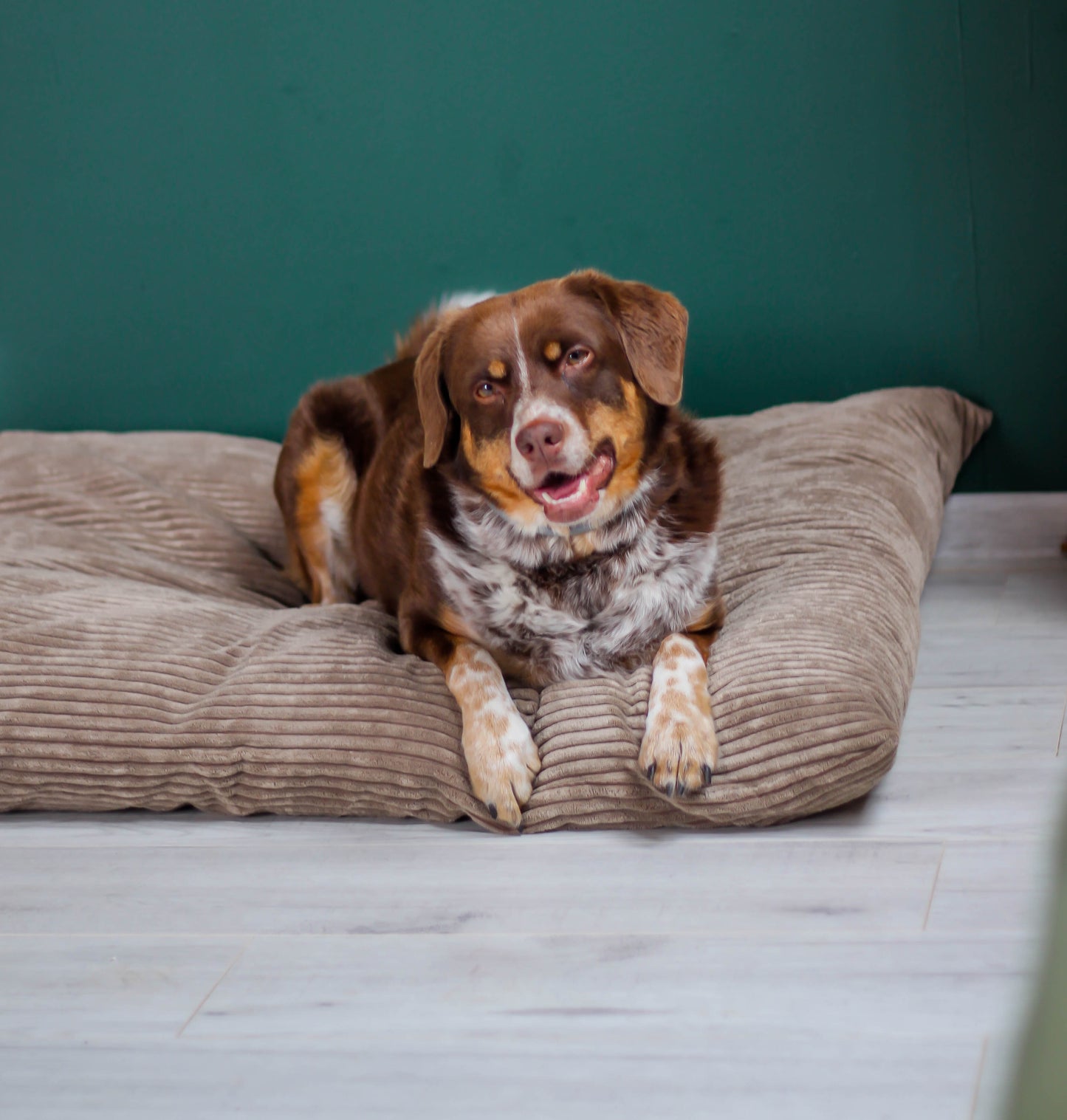 MOLLY Hundekissen aus Cord mit Bezug