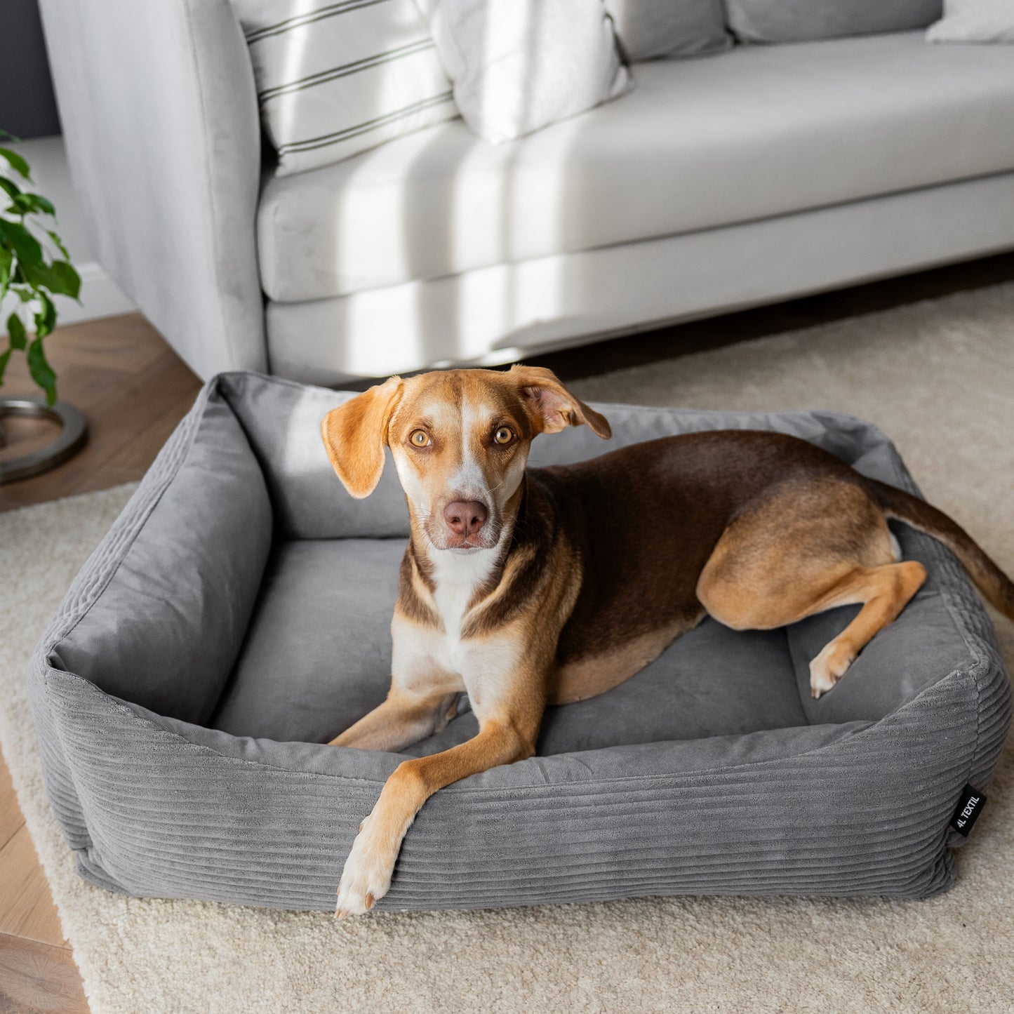 MOLLY Hundebett aus Cord