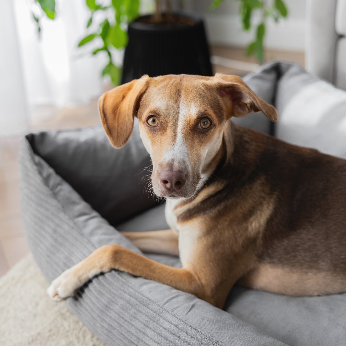 MOLLY Hundebett aus Cord