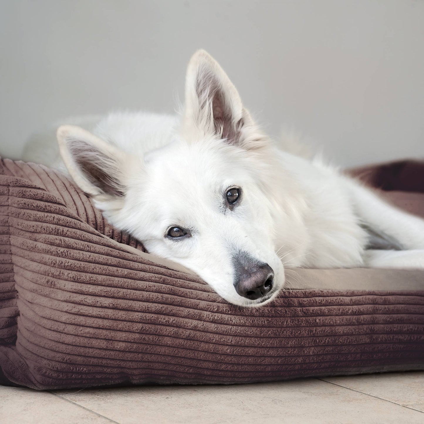 MOLLY Hundebett aus Cord