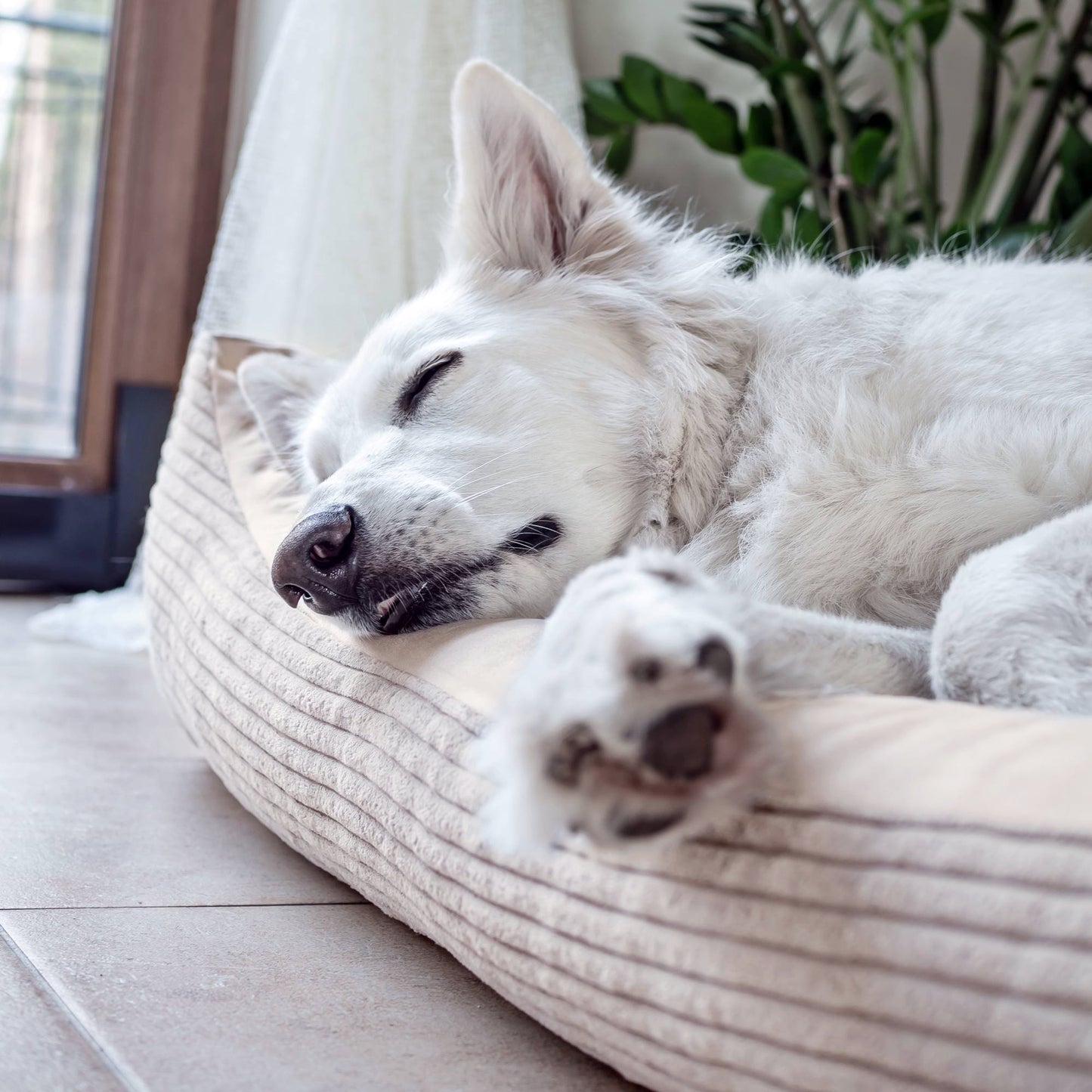 MOLLY Hundebett aus Cord