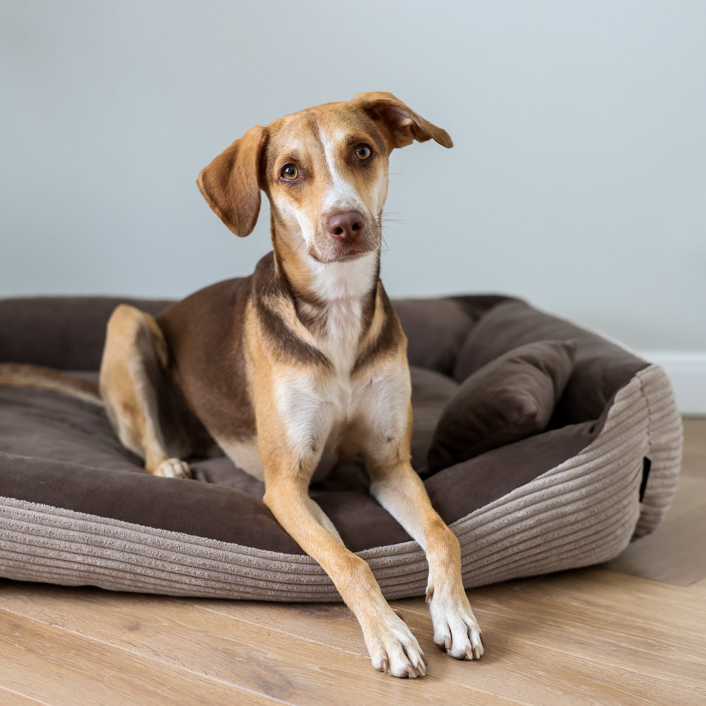 MOLLY Hundebett aus Cord