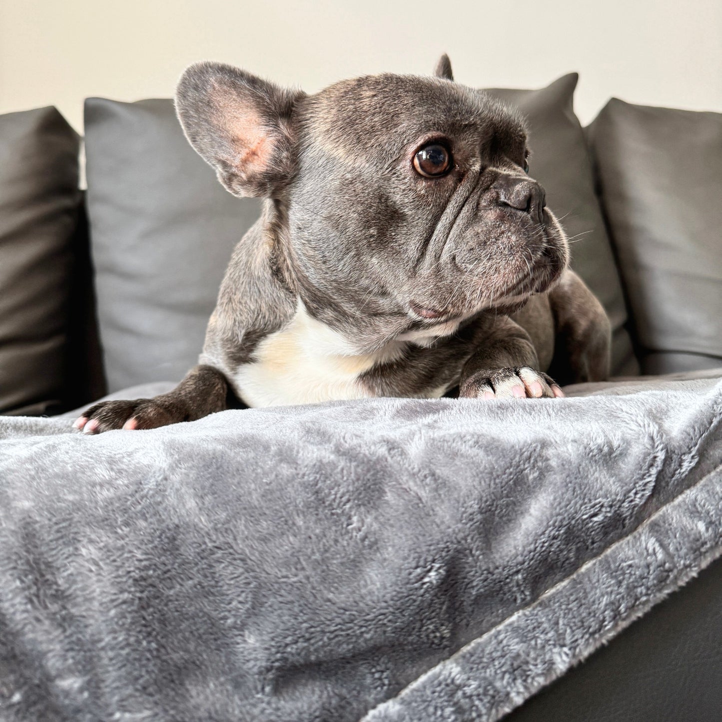 Kuschelige Decke für Hunde oder Katzen