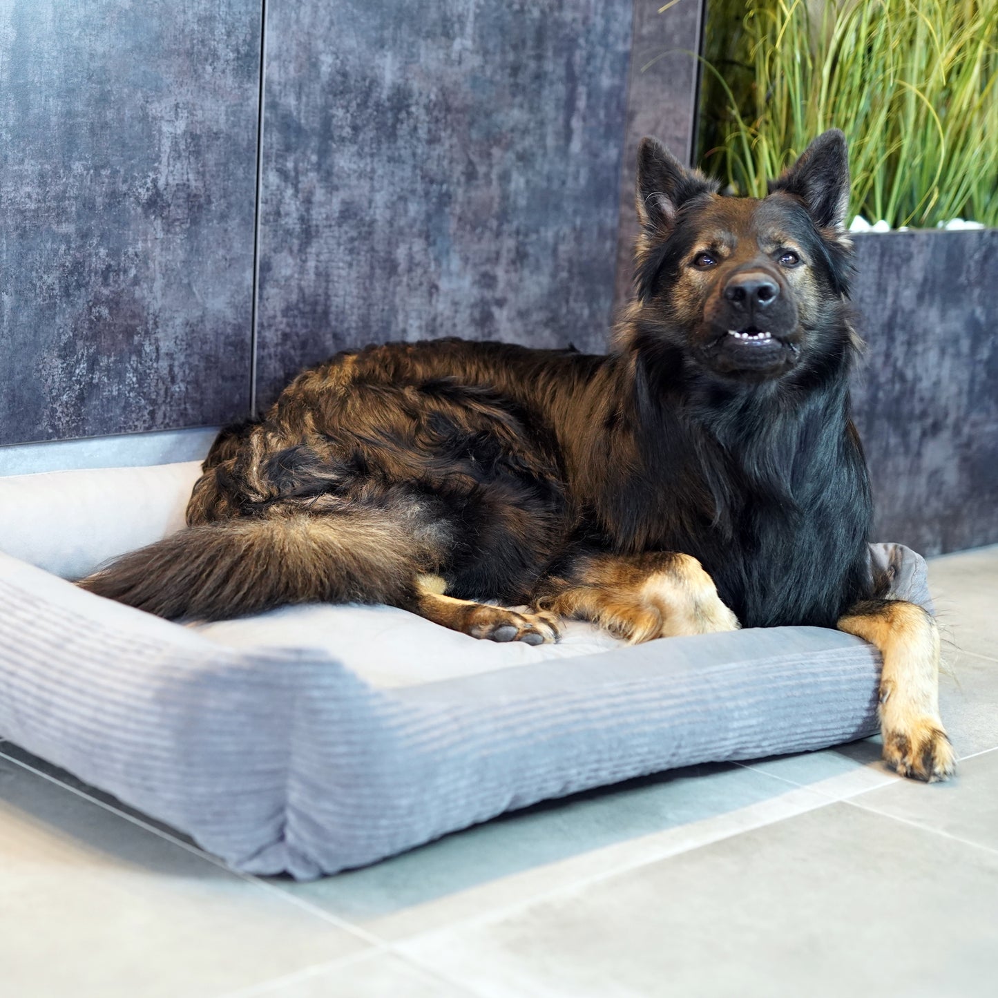 MOLLY Hundebett aus Cord