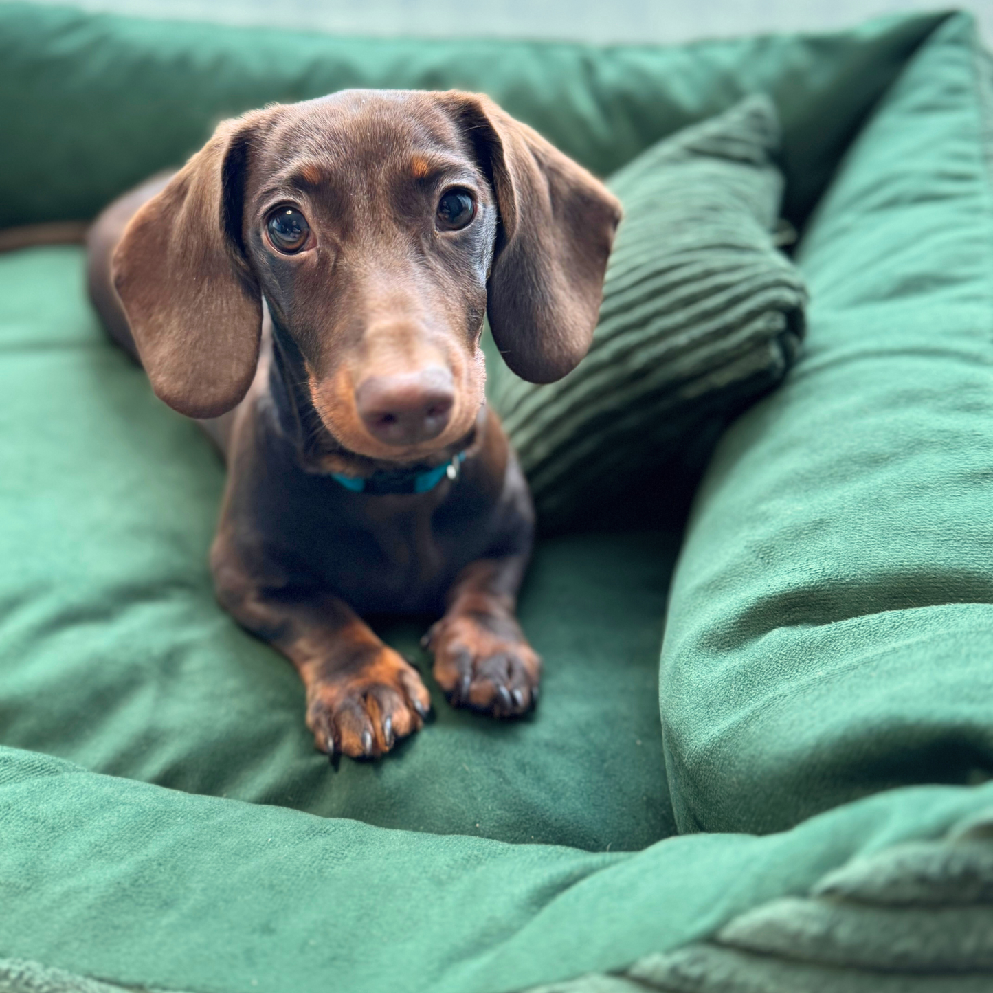 MOLLY Hundebett aus Cord