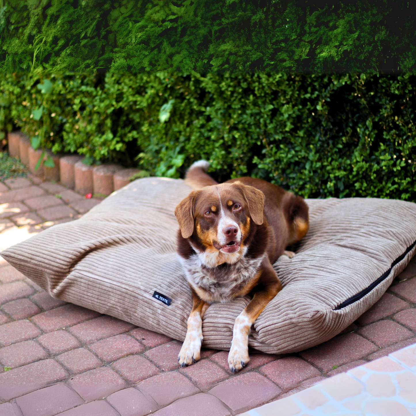 MOLLY Hundekissen aus Cord mit Bezug
