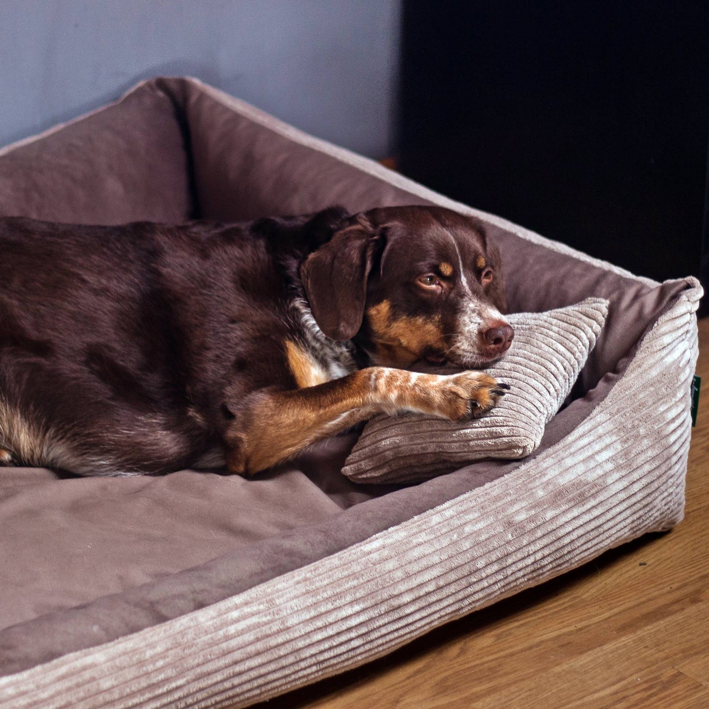MOLLY Hundebett aus Cord
