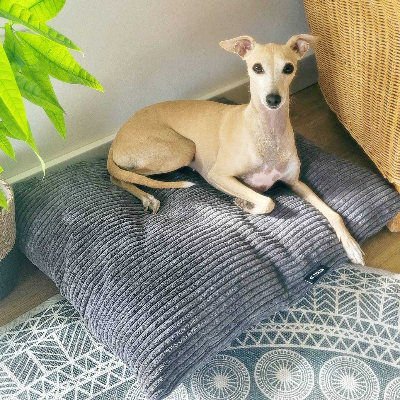 MOLLY Hundekissen aus Cord mit Bezug