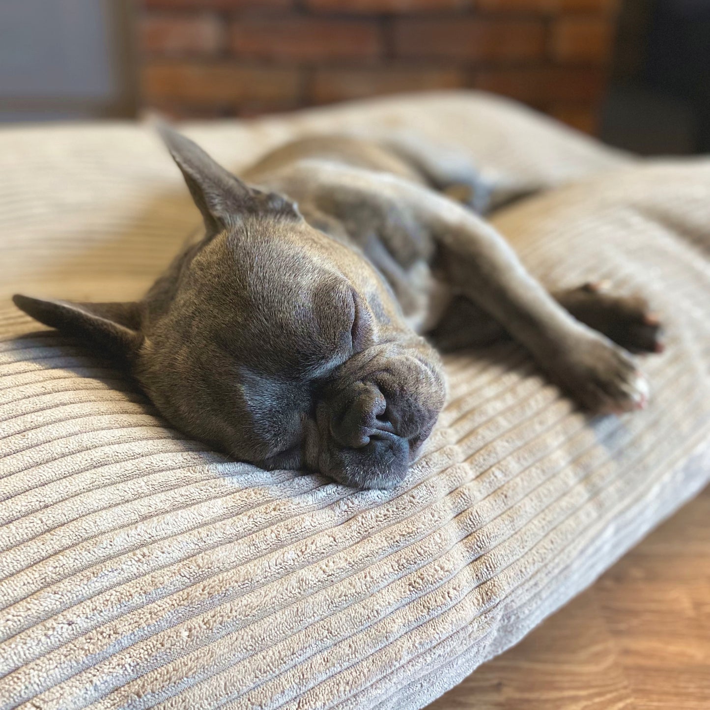 MOLLY Hundekissen aus Cord mit Bezug