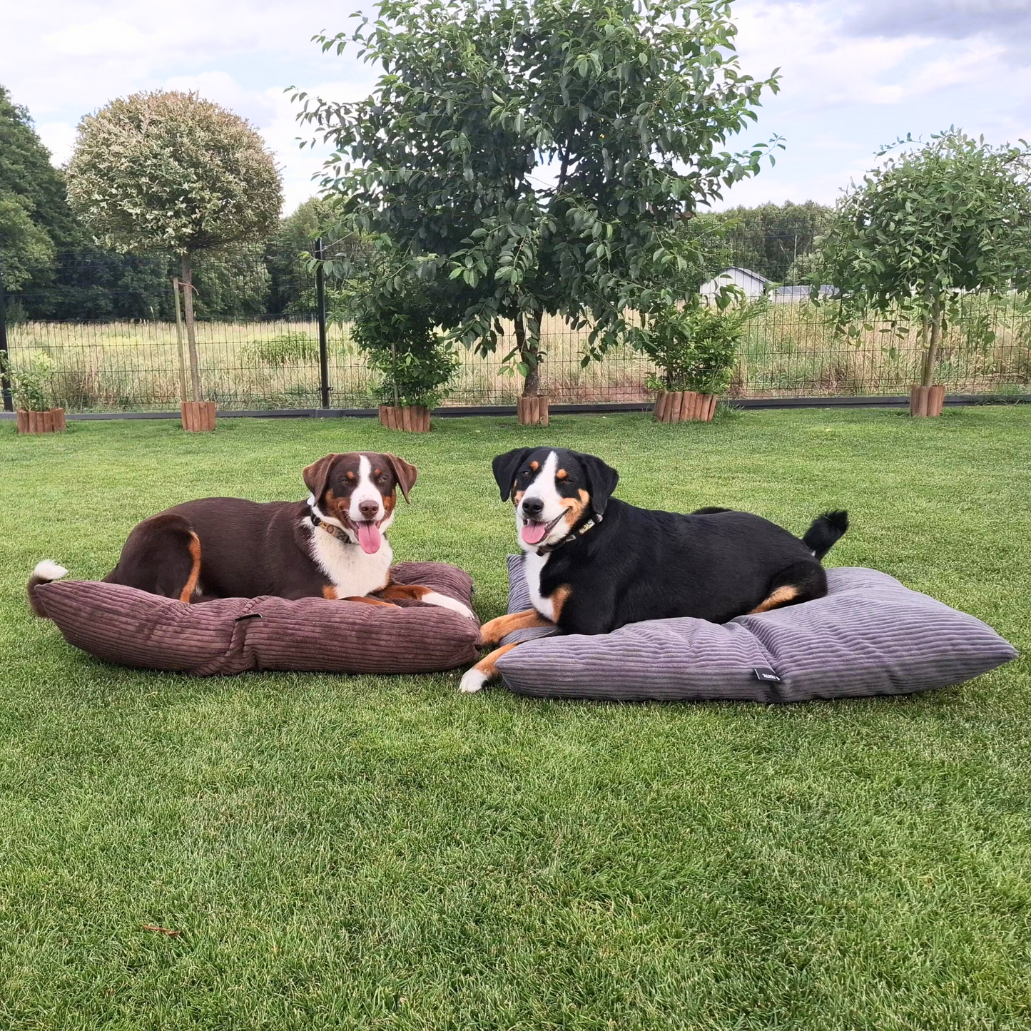 MOLLY Hundekissen aus Cord mit Bezug