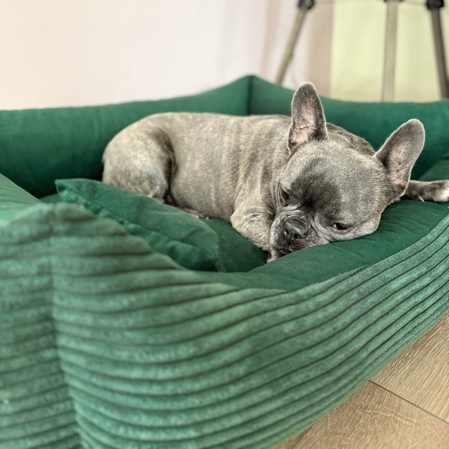 MOLLY Hundebett aus Cord