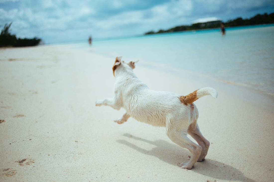 Mit Ihrem Hund am Wasser