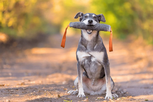 Kreative Spiele mit Hund zu Hause und draußen – Ideen, wie Sie Ihren Vierbeiner sinnvoll beschäftigen können