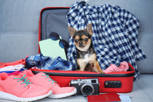 Urlaub mit Hund im Ausland – Alles, was Sie vor der Reise wissen sollten
