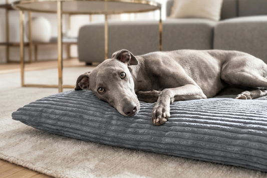 Das perfekte Hundebett finden – worauf sollten Sie achten?