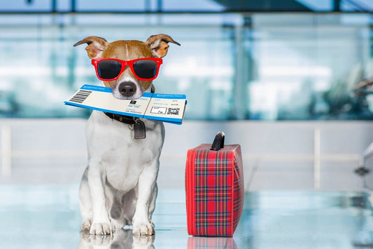 Urlaub mit Hund: So bereitest du deinen Hund optimal auf die Reise vor – Der komplette Ratgeber