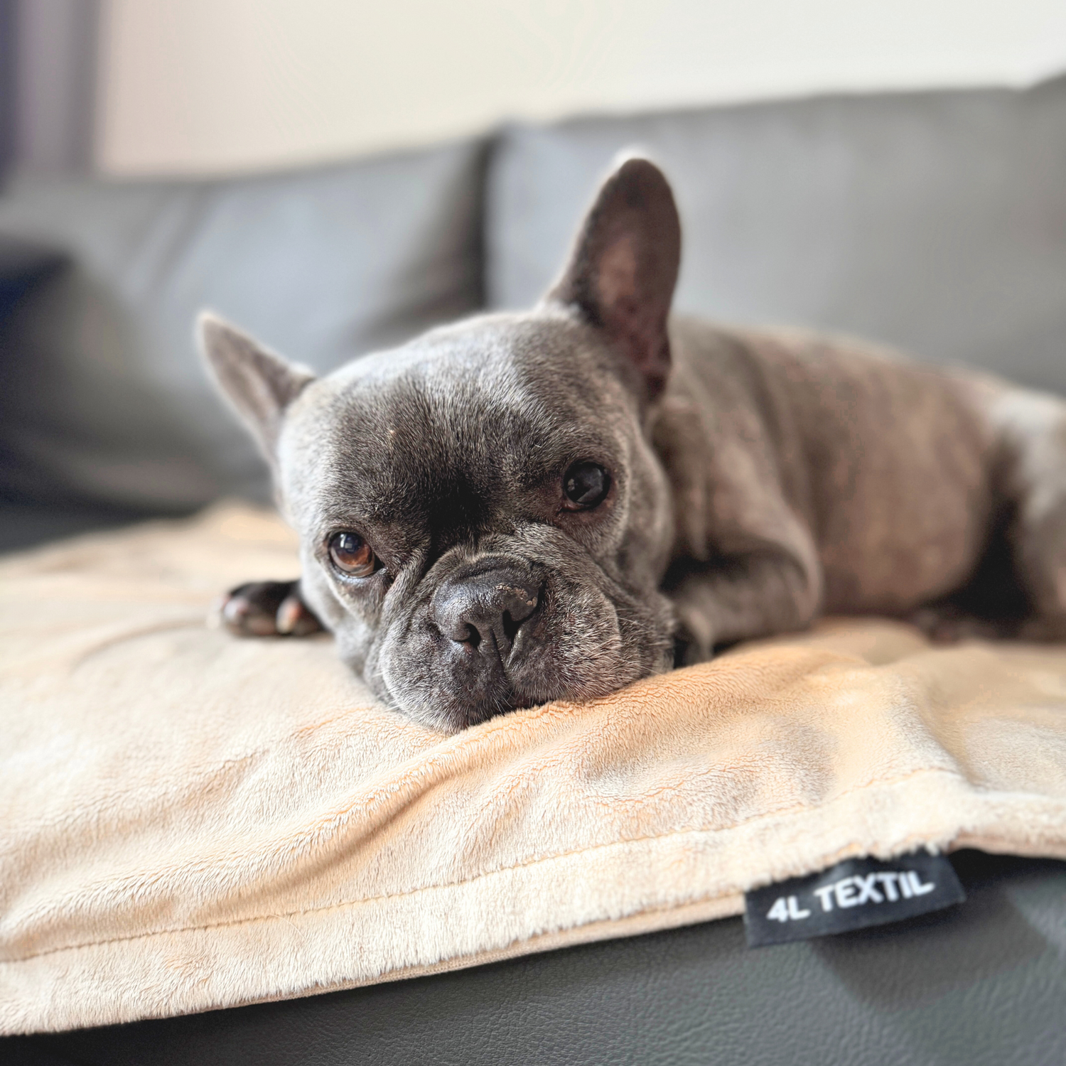 Ersatzbezüge  und Hundedecken