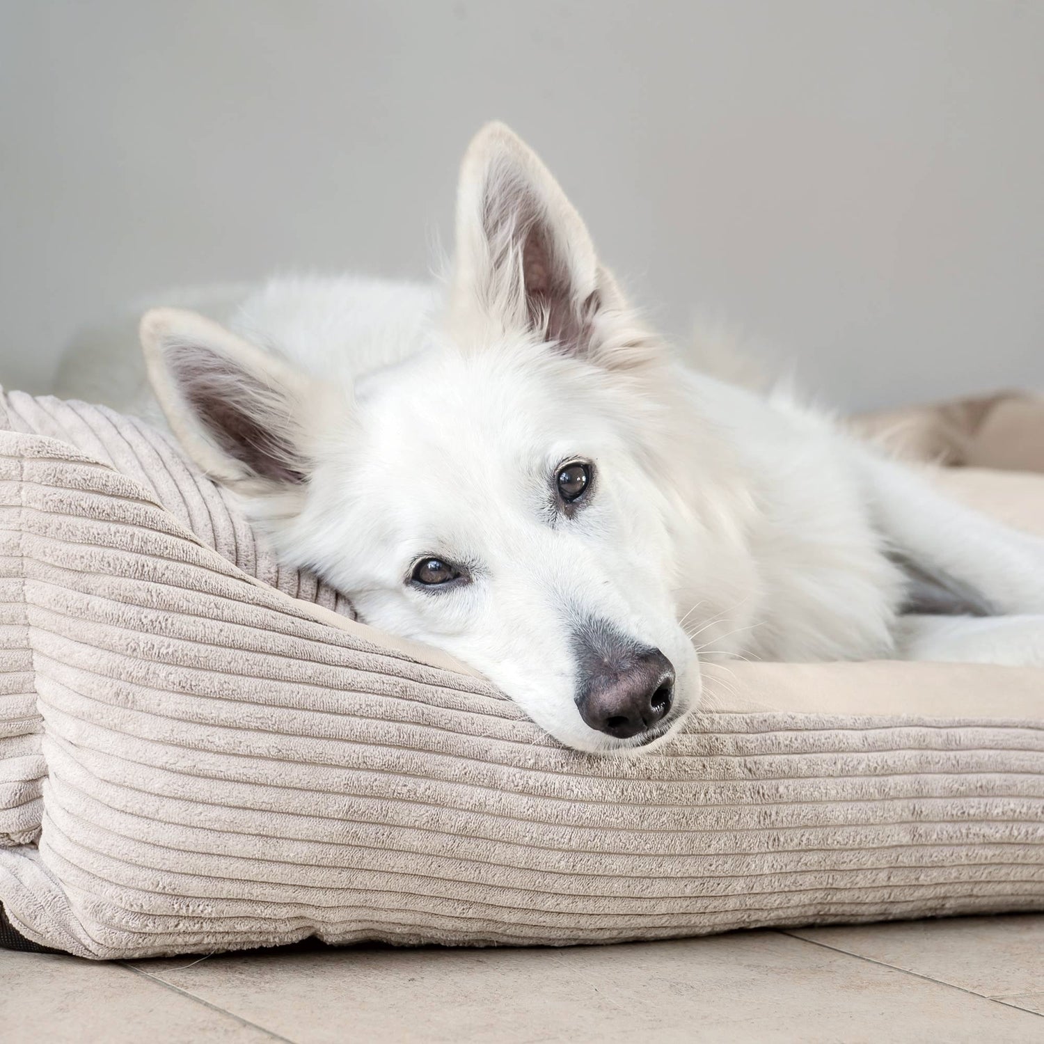 Hundebett groß aus Cord
