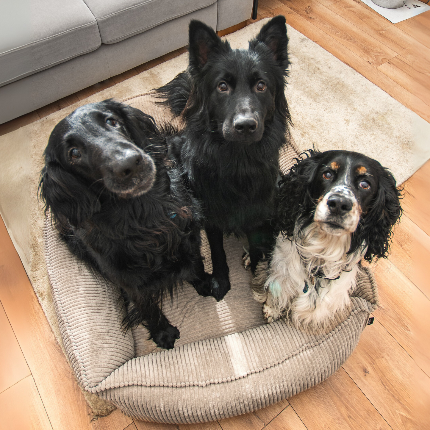 HUGO Orthopädisches Hundebett aus Cord PREMIUM-LINE