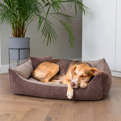 MOLLY Hundebett aus Cord