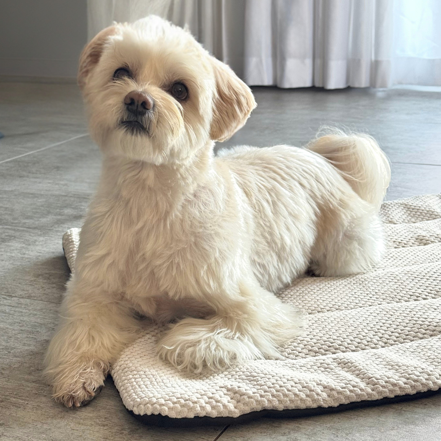 BEA Reisematte für Hunde