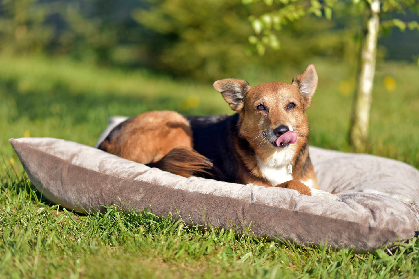 MALIBU Kuscheliges Hundekissen Braun