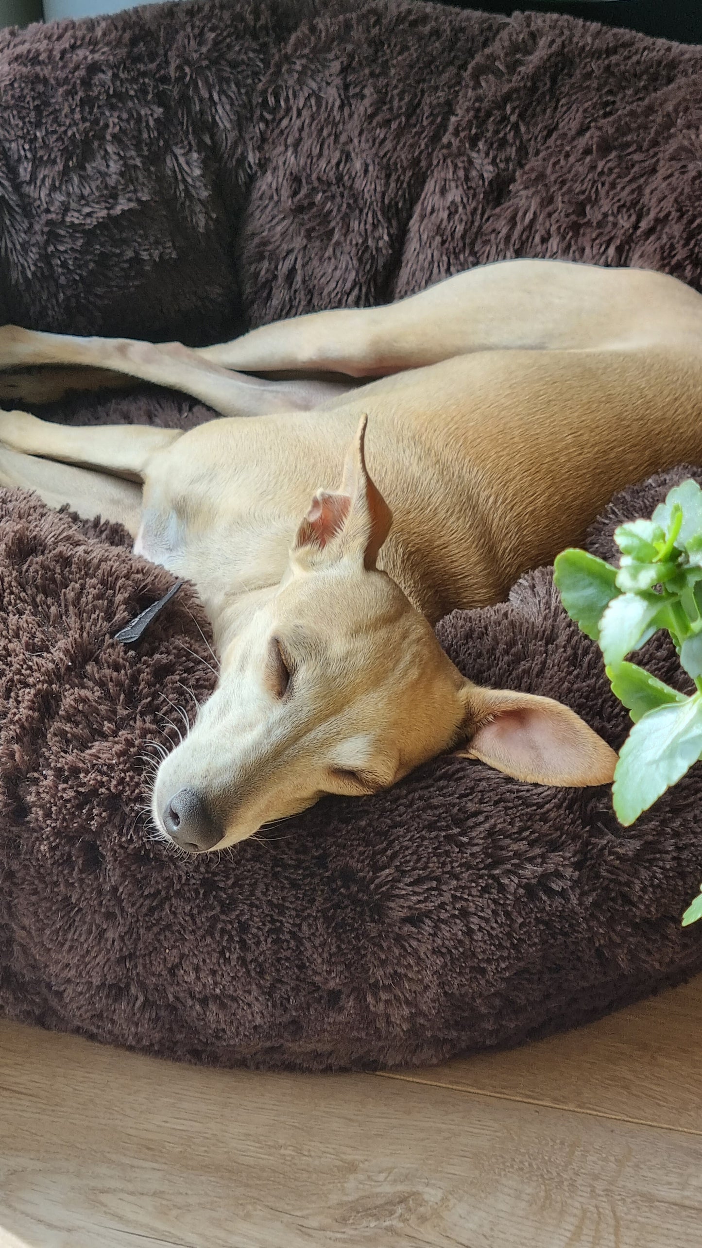 FUZZY Kuscheliges Hundebett Donut Dunkelbraun