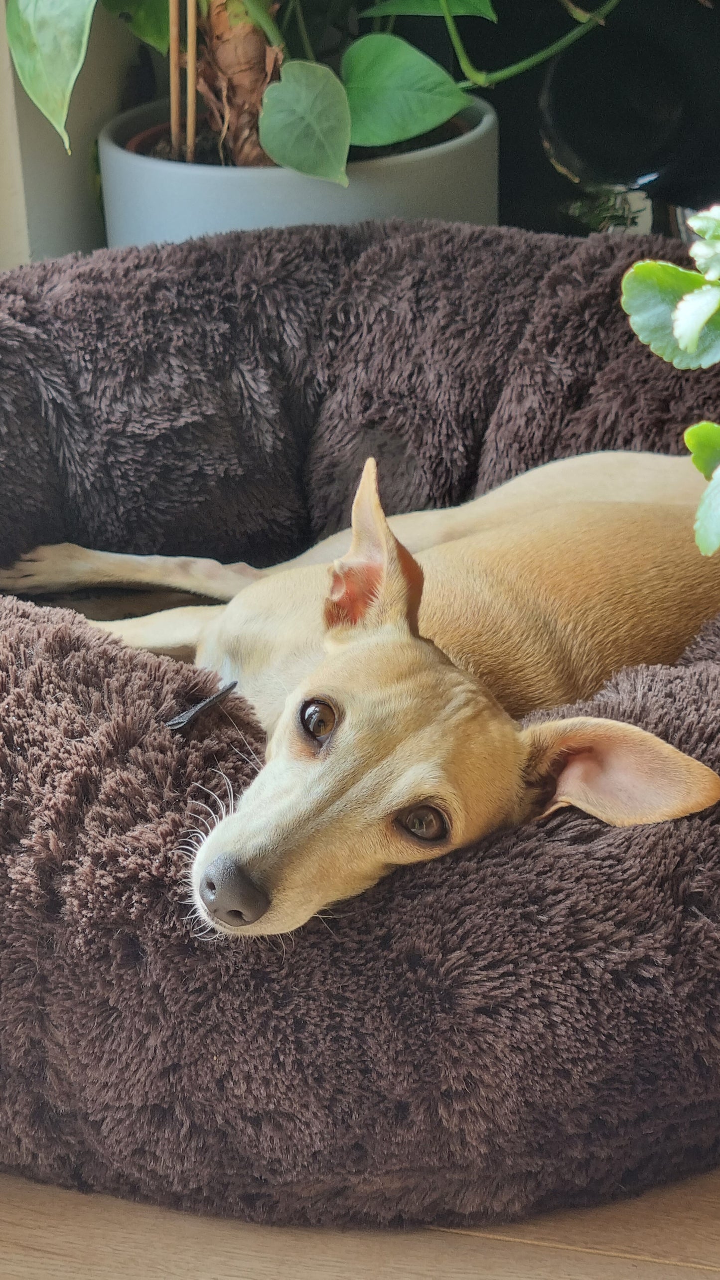 FUZZY Kuscheliges Hundebett Donut Dunkelbraun