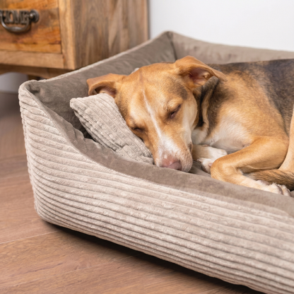 MOLLY Hundebett aus Cord