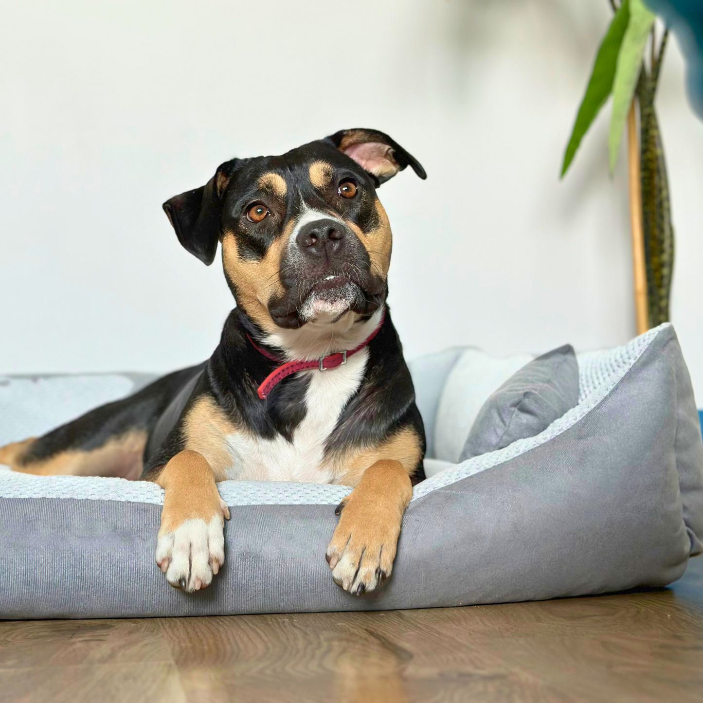 TEO Kuscheliges Hundebett