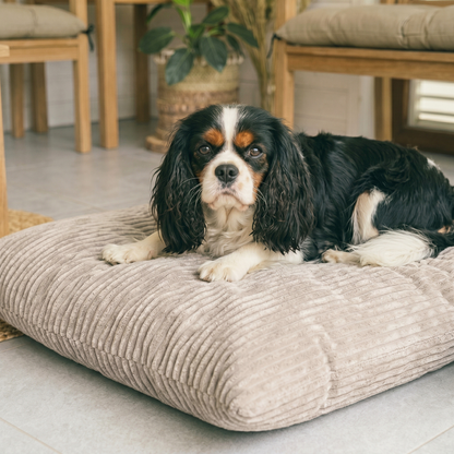 MOLLY Hundekissen aus Cord mit Bezug