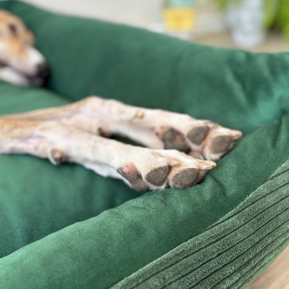 OUTLET MOLLY Hundebett aus Cord