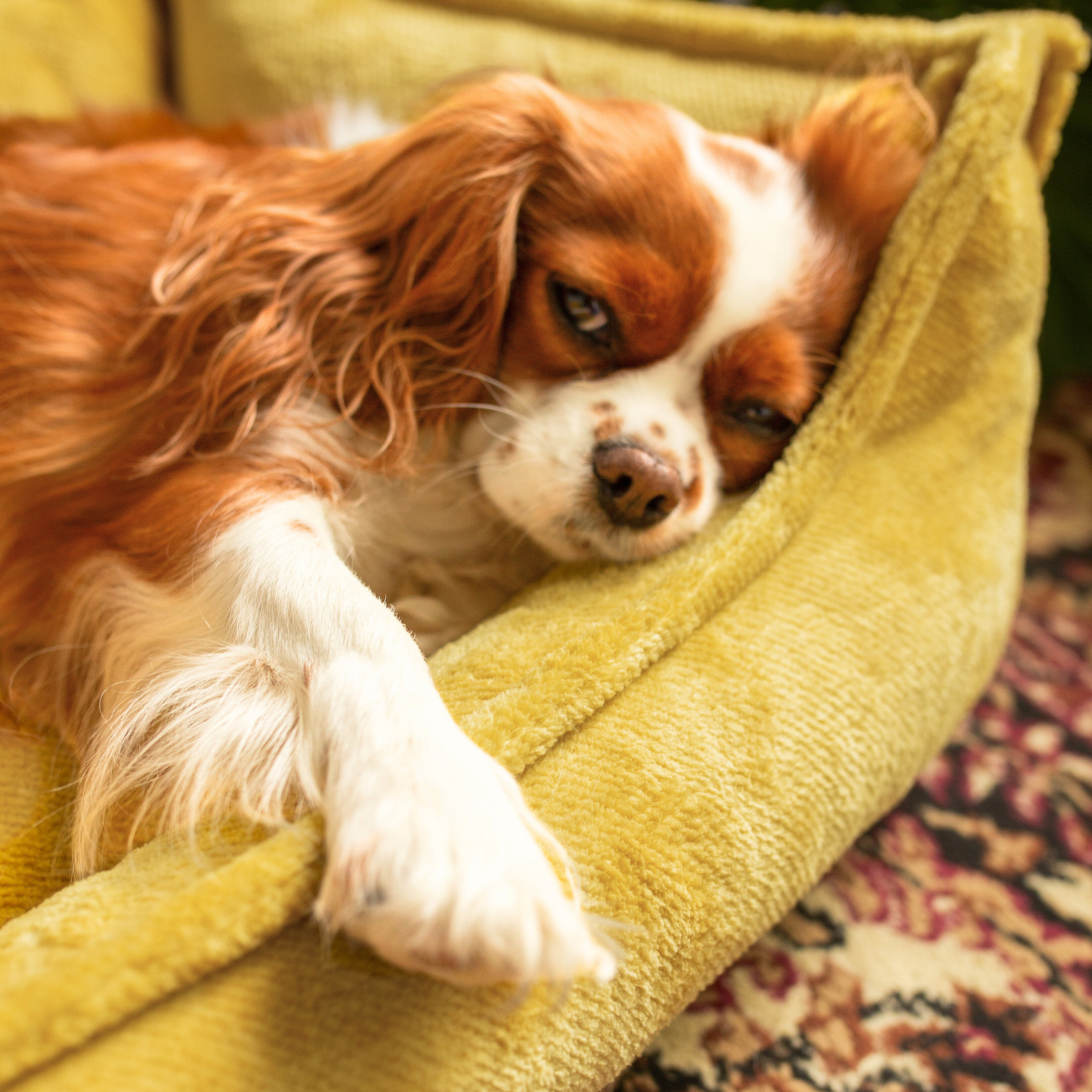 IRIS Orthopädisches Hundebett PREMIUM-LINE