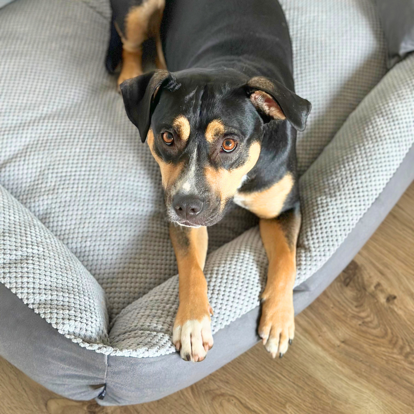 TEO Kuscheliges Hundebett