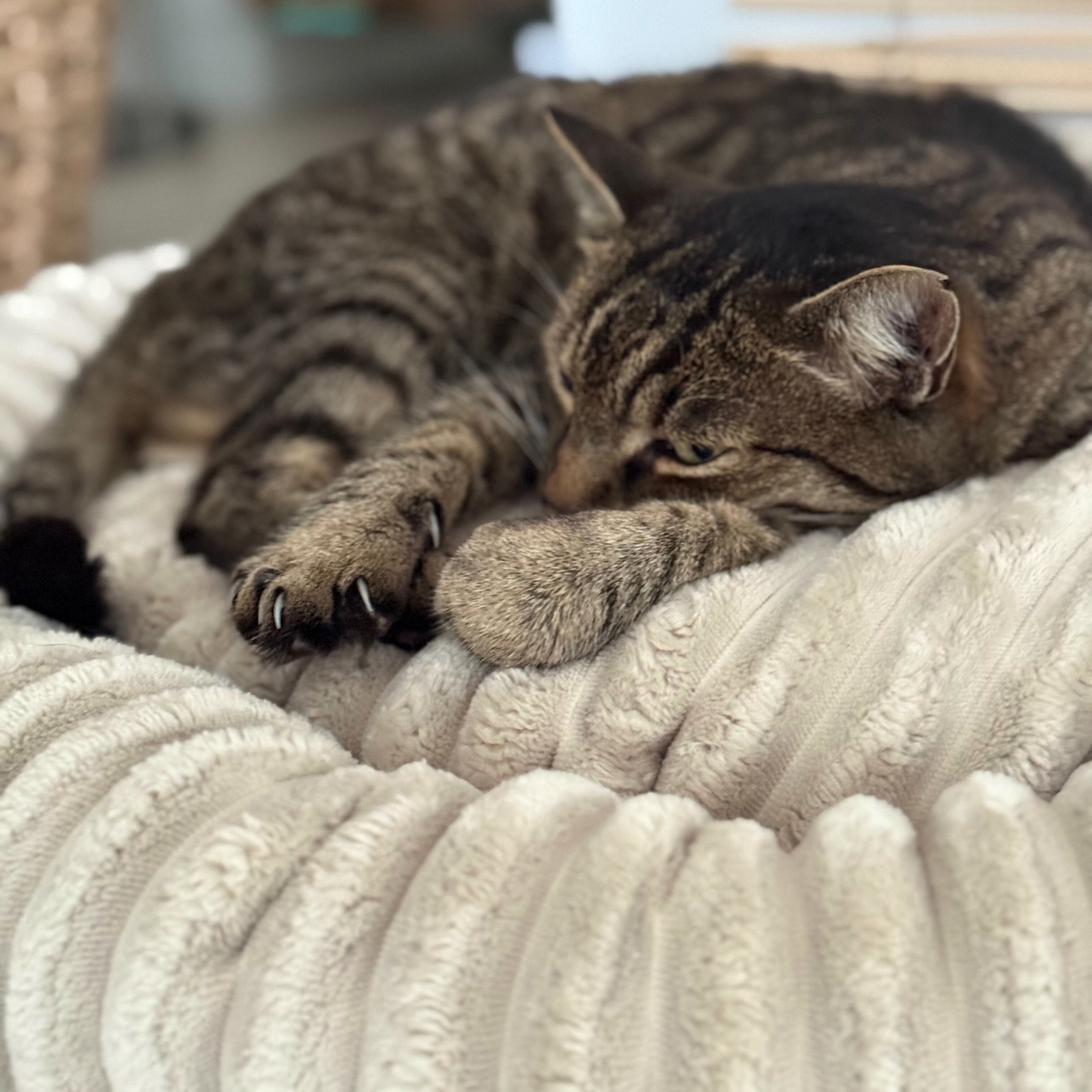 LUNA Weiches Katzenbett
