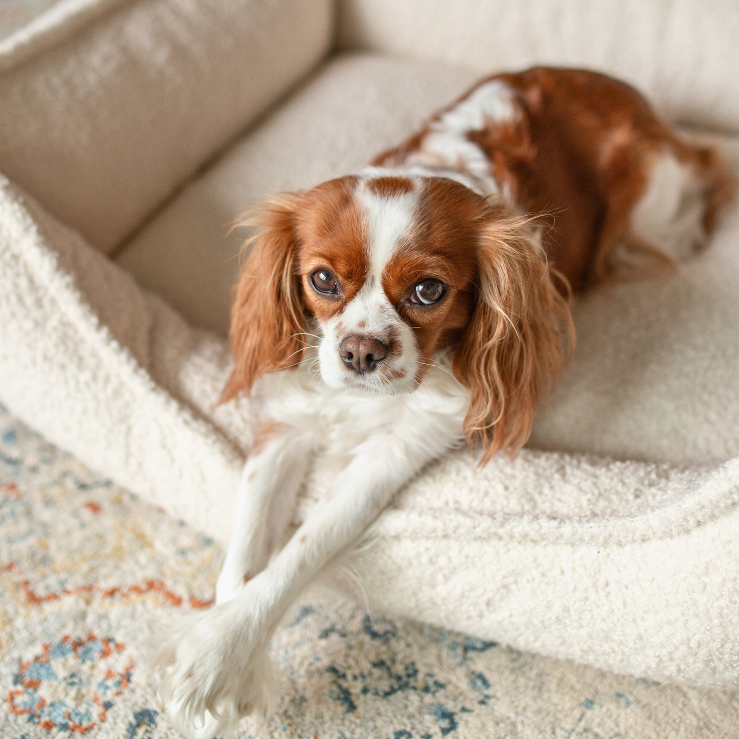 LEO - Anti-Stress Hundebett aus Bouclé PREMIUM-LINE