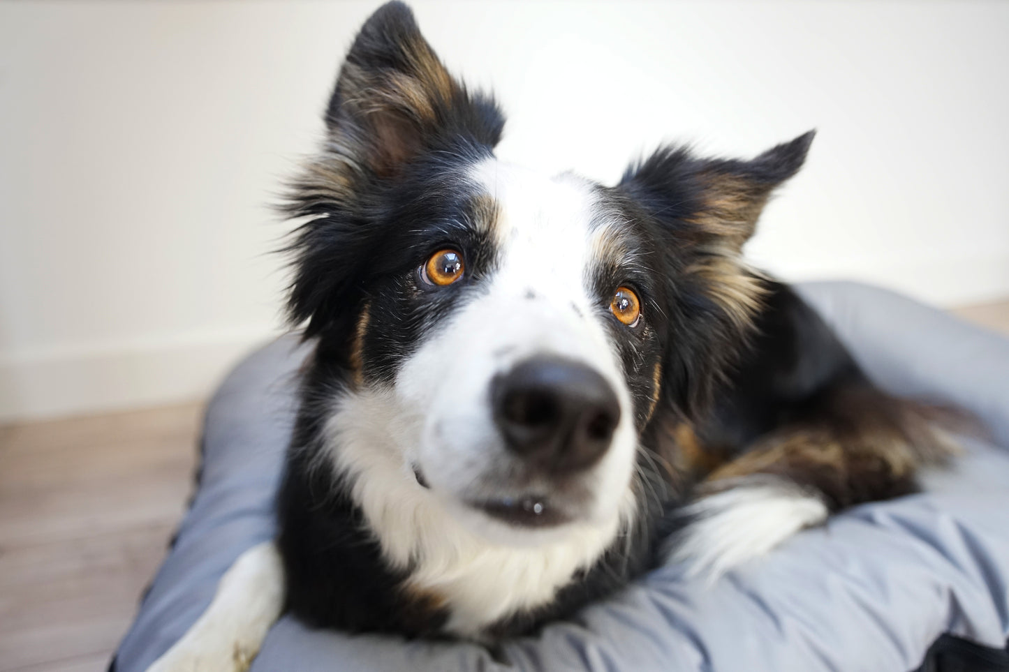 KLEO Wasserabweisendes Hundebett Grau