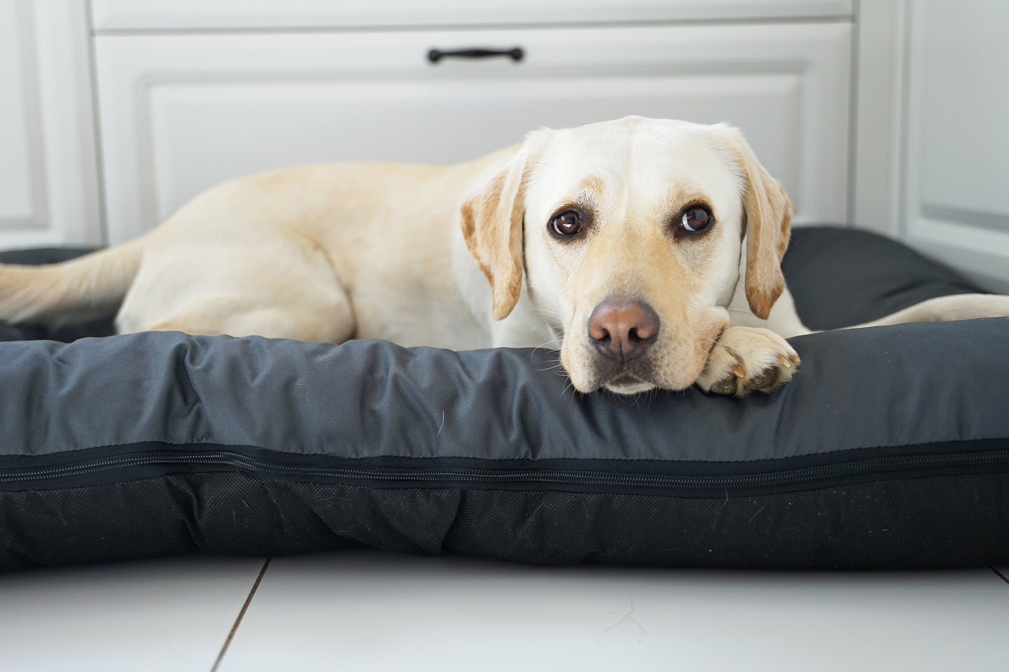 KLEO Wasserabweisendes Hundebett Dunkelgrau