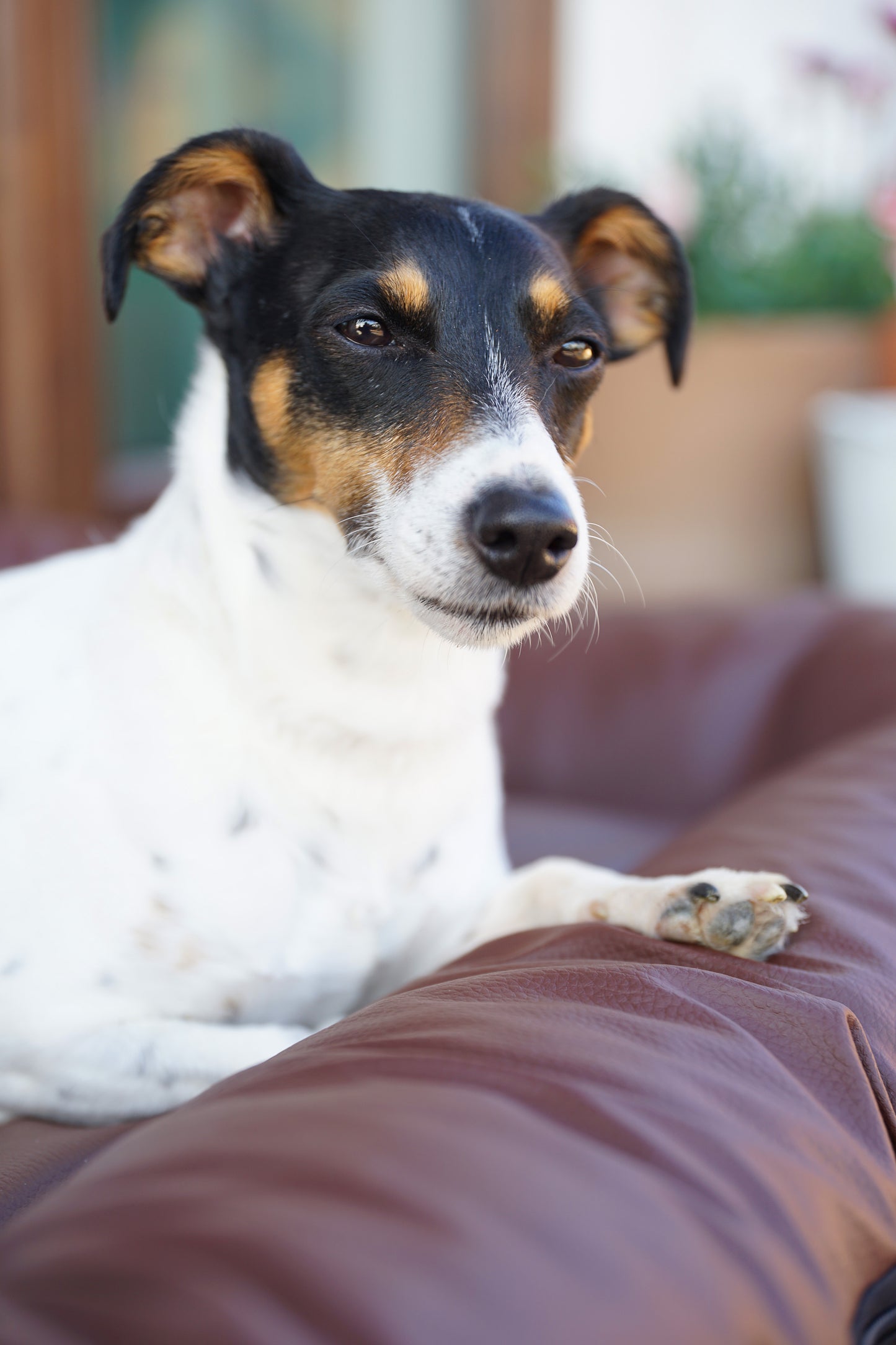 ELLA Hundematratze Kunstleder Braun