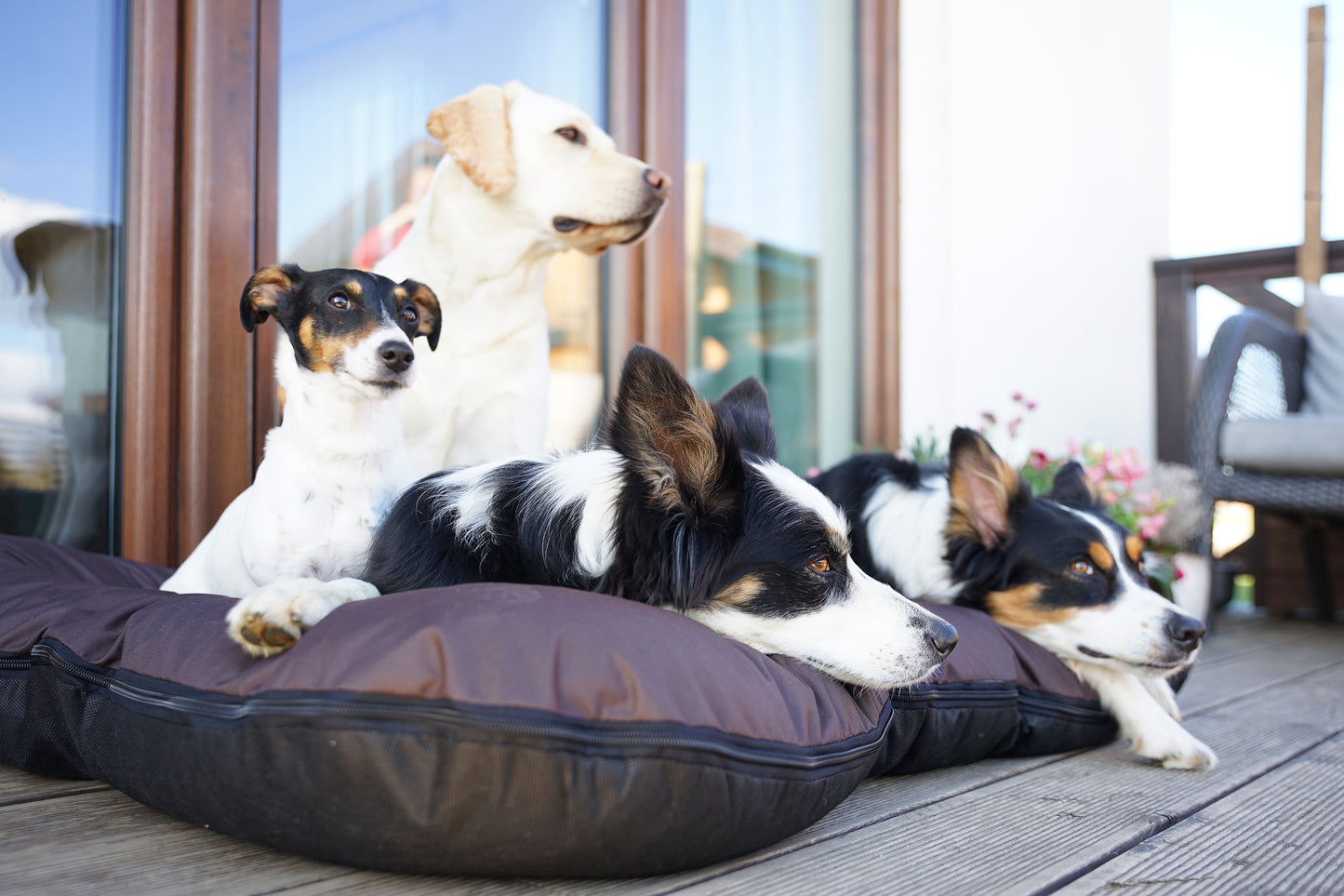 KLEO Wasserabweisendes Hundebett Braun