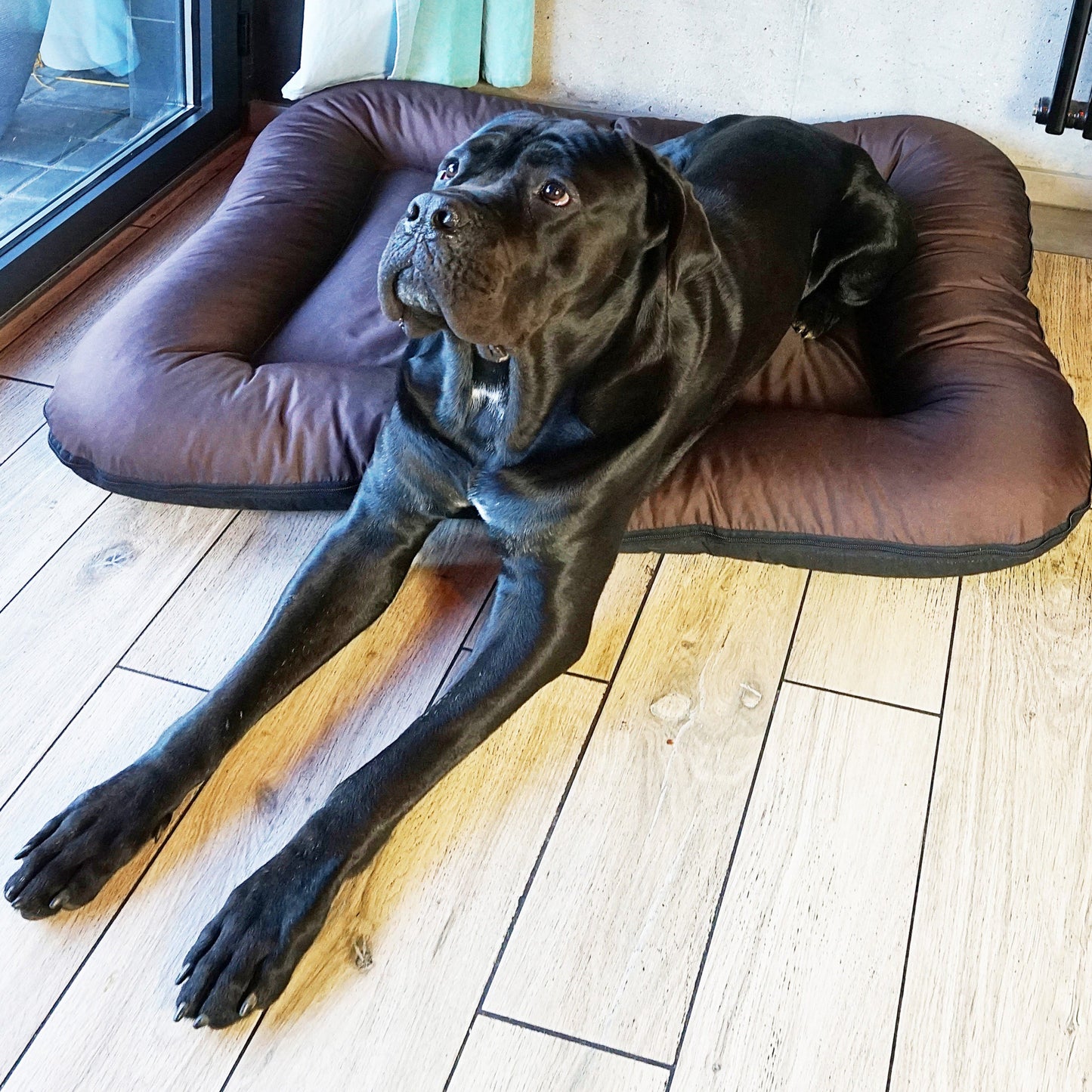 KLEO Wasserabweisendes Hundebett Braun