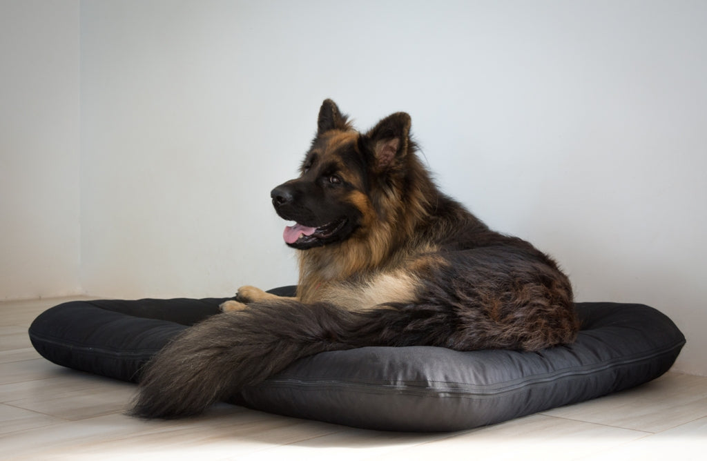 KLEO Wasserabweisendes Hundebett Schwarz