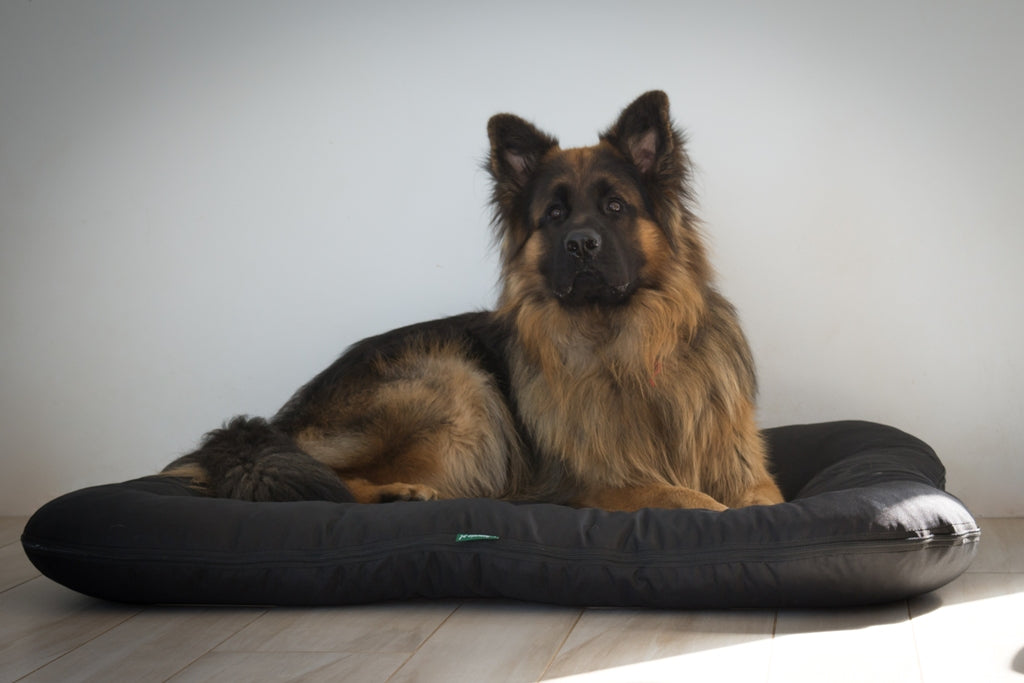 KLEO Wasserabweisendes Hundebett Schwarz