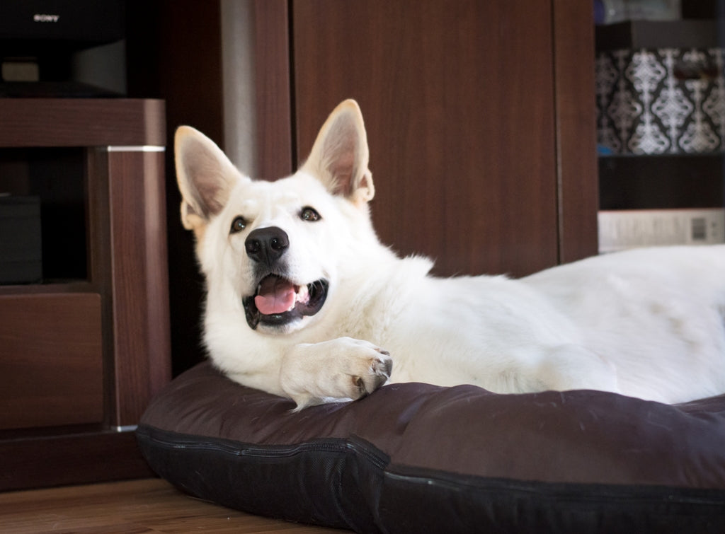 KLEO Wasserabweisendes Hundebett Braun