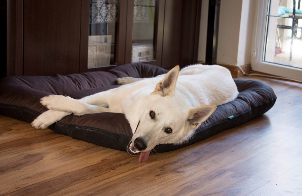 KLEO Wasserabweisendes Hundebett Braun