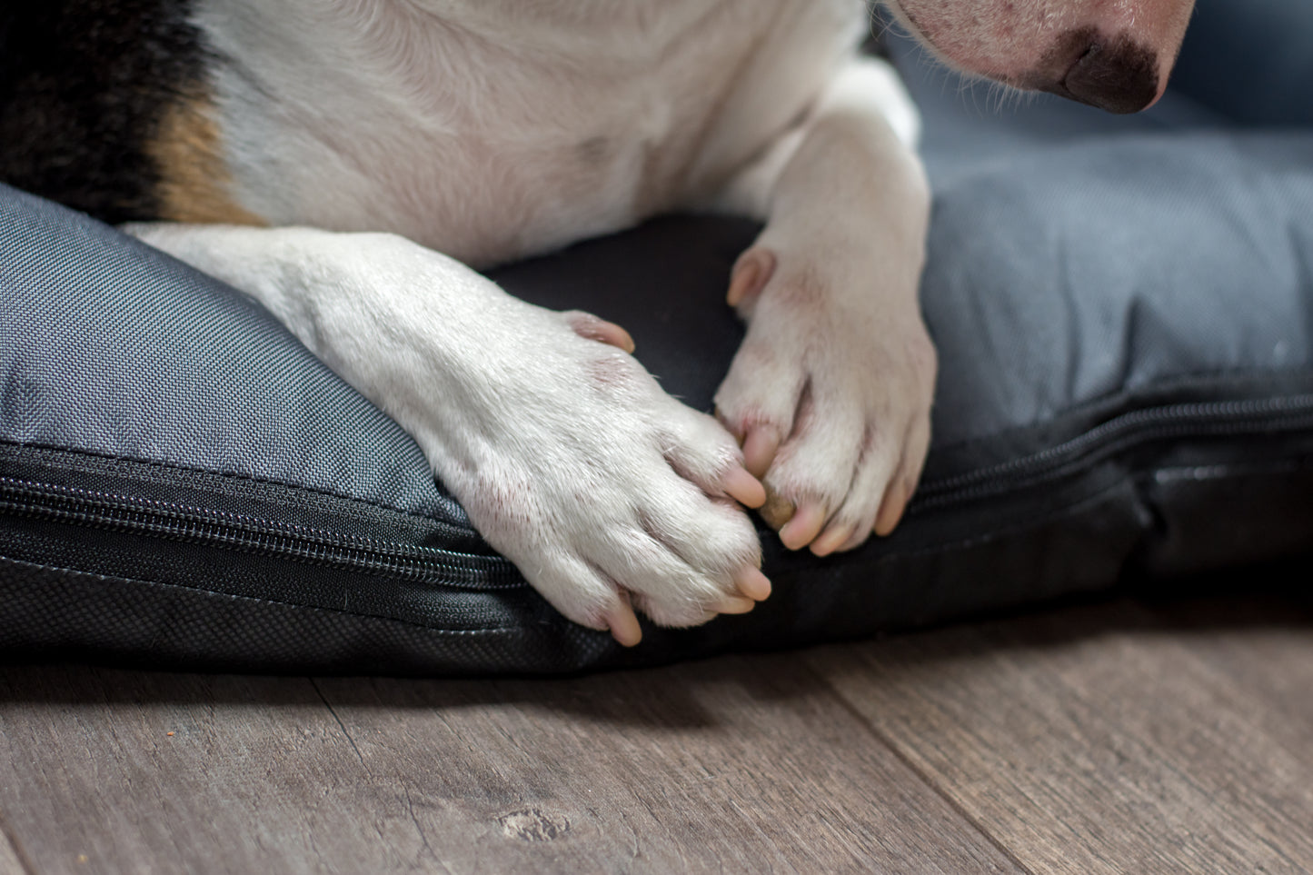 KLEO Wasserabweisendes Hundebett Dunkelgrau