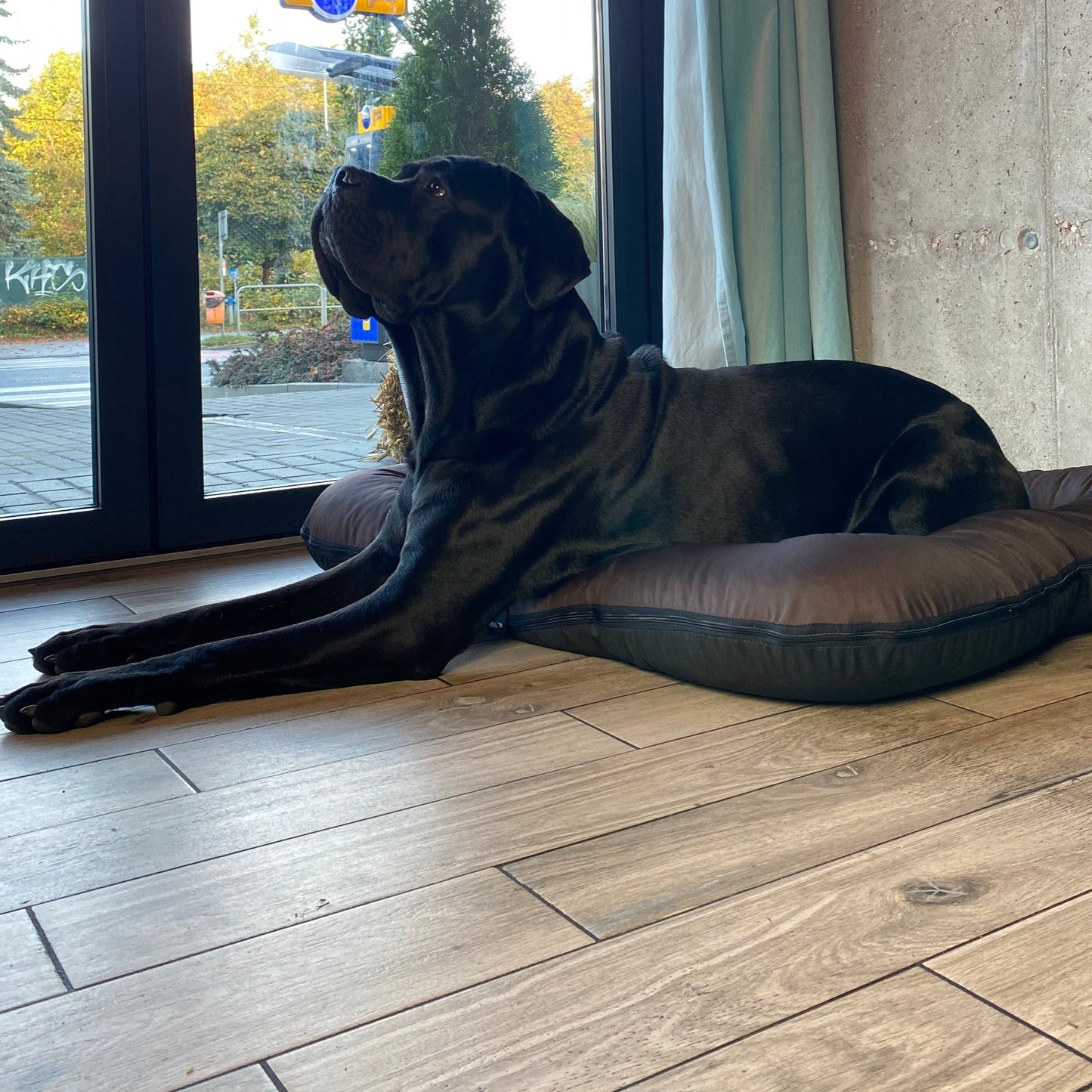 KLEO Wasserabweisendes Hundebett Braun