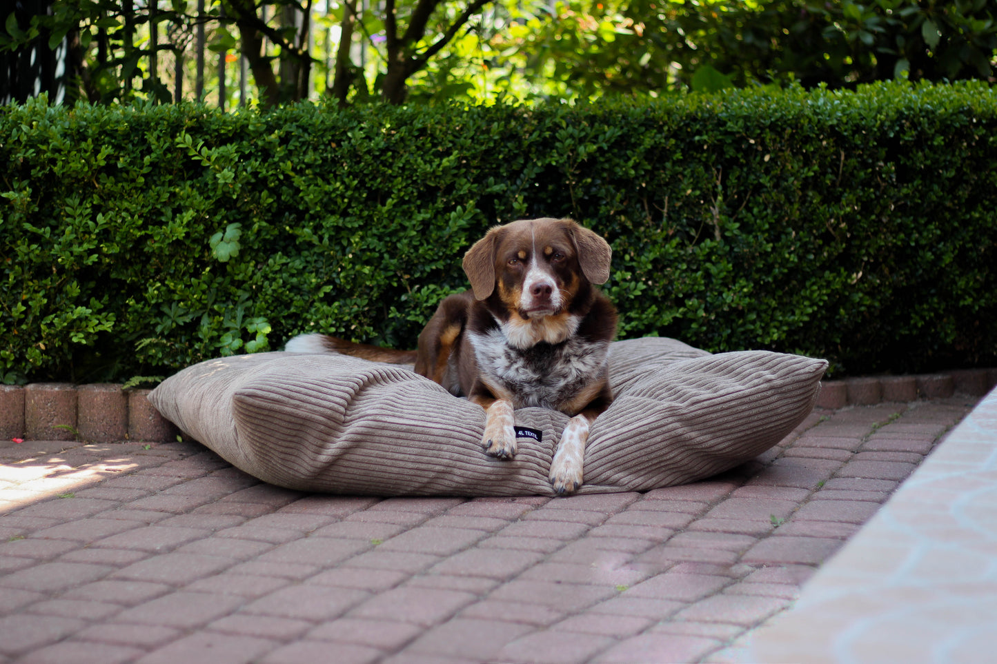 MOLLY Hundekissen Cord Beige